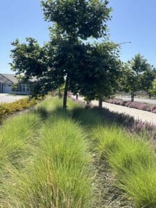Commercial landscaping in Clovis