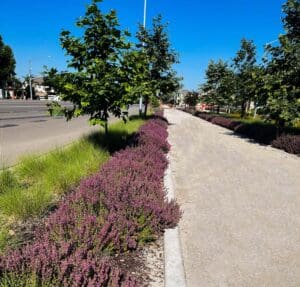 Commercial landscaping in Clovis